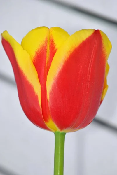 Close Vertical Uma Tulipa Vermelha Amarela Fundo Embaçado — Fotografia de Stock