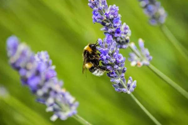 一只蜜蜂在绿色背景的紫色花朵上的特写照片 — 图库照片