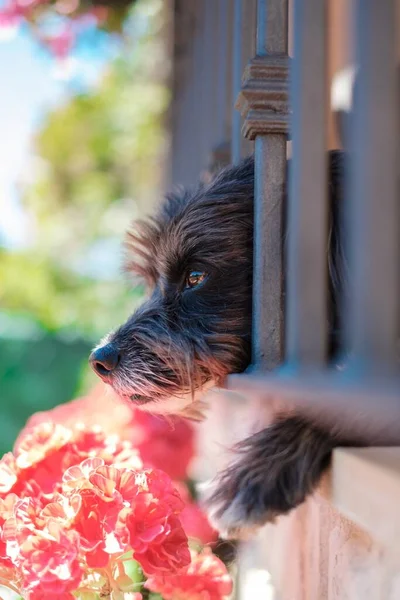 Cão Havanese Cinza Bonito Que Coloca Com Fundo Borrado — Fotografia de Stock