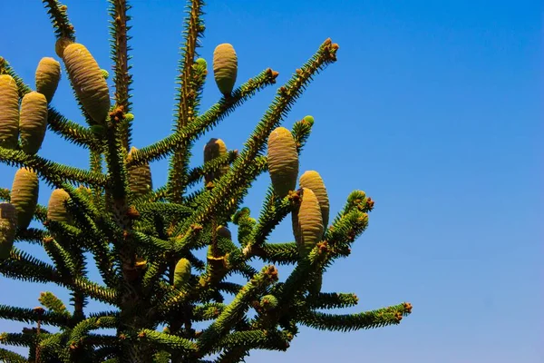 Closeup Shot Chilean Pine Araucaria Tree Clear Blue Sky — Stock Photo, Image