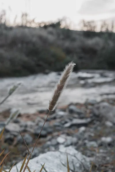 Vertikal Selektiv Fokusbild Vete Med Ett Landskap Bakgrunden — Stockfoto