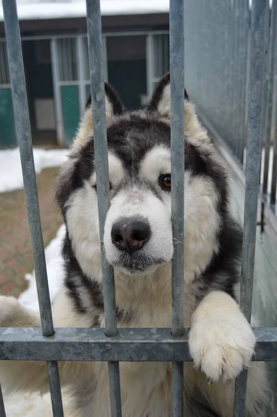 Husky Dog Sitting Animal Shelter Cage — Stock Photo, Image