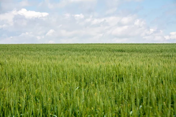 曇り空を背景にした緑の小麦畑の美しいショット — ストック写真