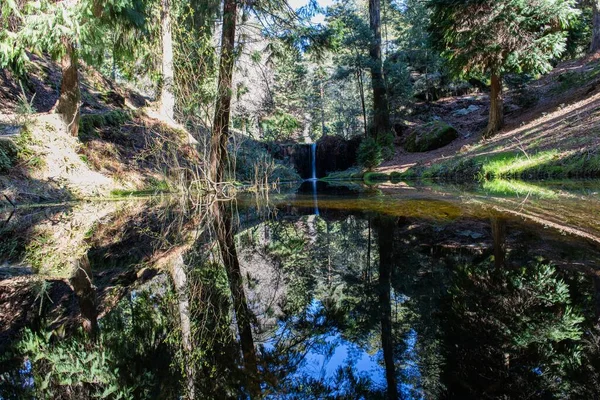Suyu Çevreleyen Ormandaki Ağaçlar — Stok fotoğraf