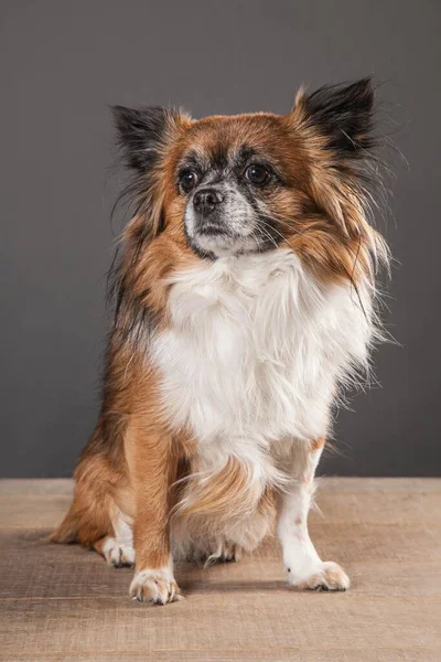 Chihuahua Perro Sentado Una Mesa Madera Mirando Lado — Foto de Stock