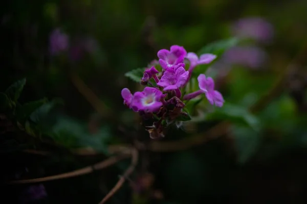 Purple Field Flowers Blurred Background Garden — Stock Photo, Image