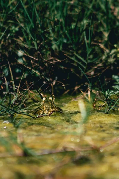 Eine Vertikale Nahaufnahme Von Grün Und Büschen Perfekt Für Den — Stockfoto