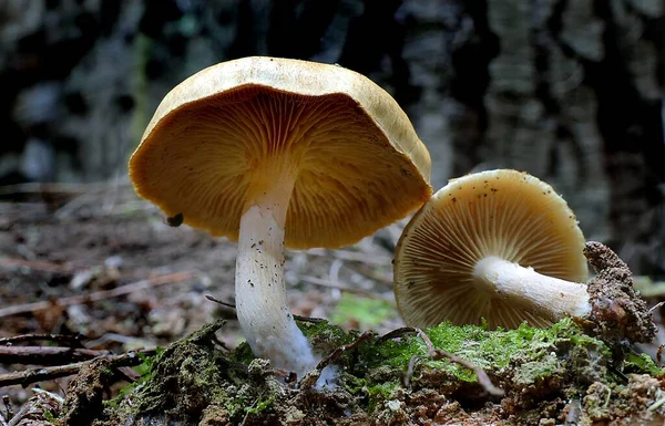 Closeup Group Gymnopilus Eucalyptorum Mushrooms Growing Forest Floor — Stock Photo, Image