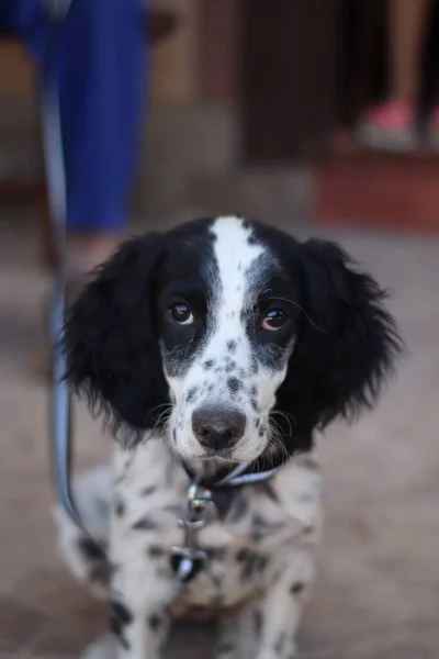 Вибіркова Зйомка Англійського Собаки Springer Spaniel Який Дивиться Камеру Вулиці — стокове фото