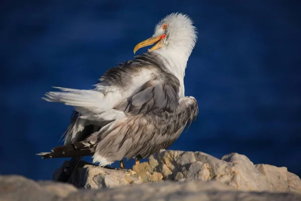 Nahaufnahme Einer Gelbfußmöwe Die Der Küste Von Málaga Andalusien Brütet — Stockfoto