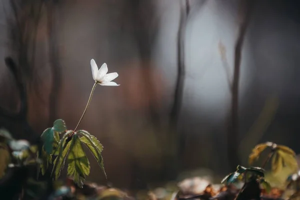 Вибірковий Фокус Зображення Квітучої Білої Квітки Зеленню Фоні — стокове фото