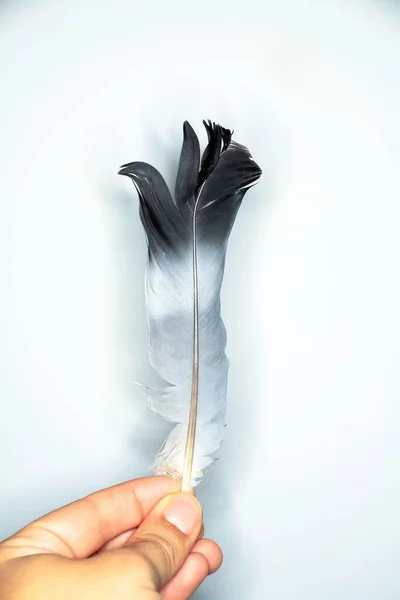 白色背景上的一个人拿着一根带有黑色 白色和灰色条纹的羽毛的垂直照片 — 图库照片
