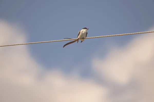 Nahaufnahme Eines Kleinen Vogels Der Auf Einem Seil Sitzt — Stockfoto