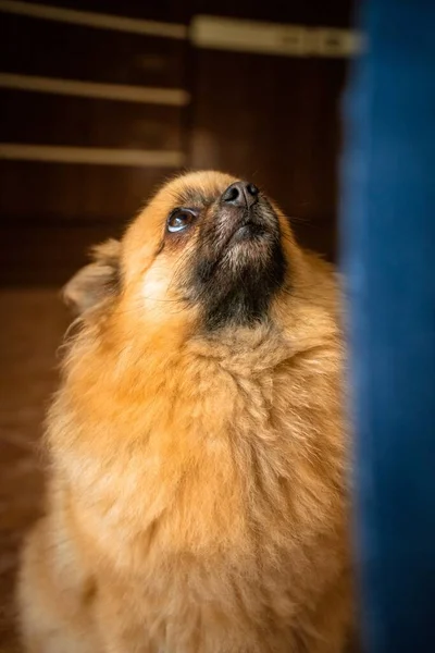 Zbliżenie Ujęcie Słodkiego Brązowego Pomeranian Plujący Pies — Zdjęcie stockowe
