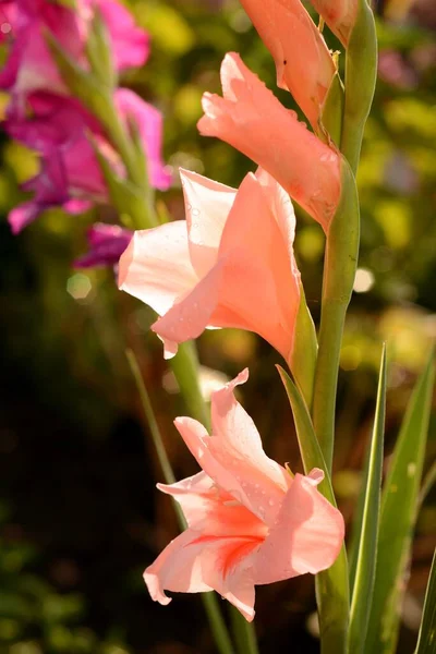 Tiro Close Vertical Belas Flores Lírio Canna Rosa Fundo Borrado — Fotografia de Stock