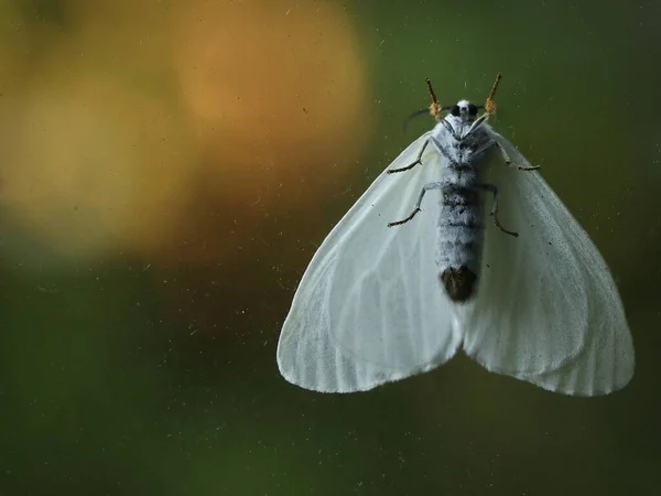 Tiro Seletivo Foco Uma Traça Branco Cetim Jardim Capturado Japão — Fotografia de Stock