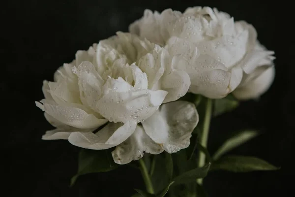 Eine Nahaufnahme Weißer Rosen Mit Wassertropfen Auf Schwarzem Hintergrund — Stockfoto