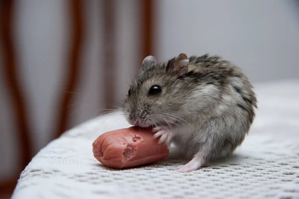 Closeup Tiny Hamster Eating Sausage Table Lights — Stock Photo, Image