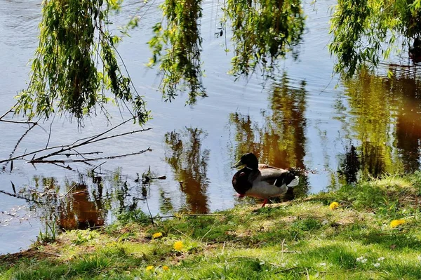 Eine Selektive Fokusaufnahme Einer Stockente Einen See Einem Frühlingstag — Stockfoto