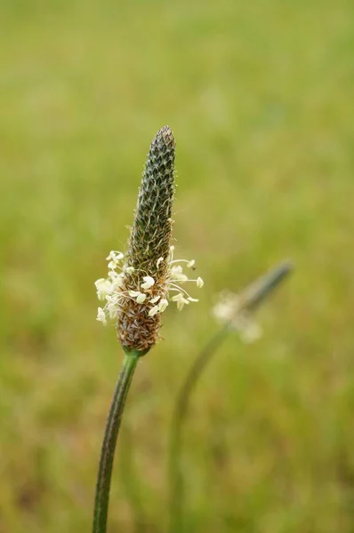 Tiro Close Vertical Uma Planta Neotinea Ustulata — Fotografia de Stock