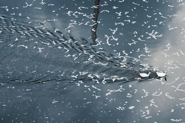 Les Canards Blancs Mignons Nageant Dans Lac — Photo