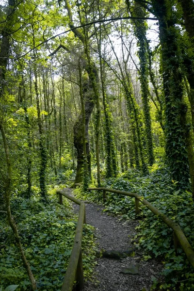Gündüz Vakti Yeşil Bir Ormandaki Patikanın Dikey Görüntüsü — Stok fotoğraf