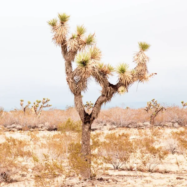 Palmeira Isolada Seca Deserto Perfeita Para Fundo — Fotografia de Stock