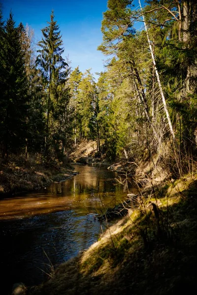Een Verticaal Schot Van Een Waterplas Omringd Door Het Bos — Stockfoto
