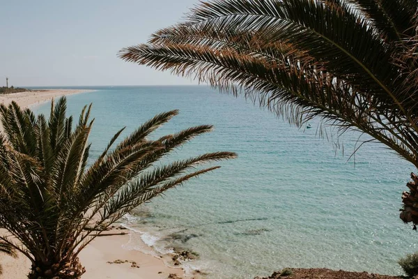 Güzel Bir Tropikal Plajda Palmiye Yapraklarının Yakın Plan Çekimi — Stok fotoğraf
