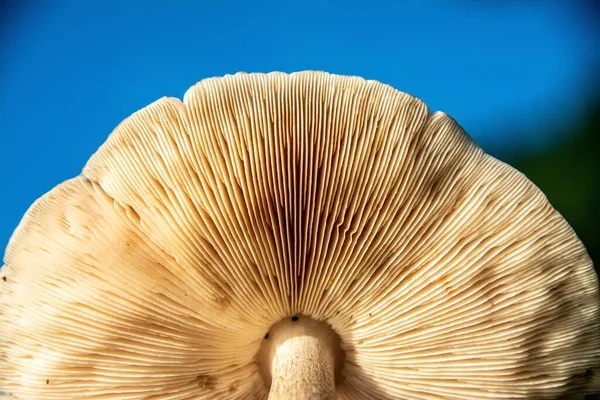 Plan Angle Bas Champignon Crème Face Inférieure Sous Lumière Soleil — Photo