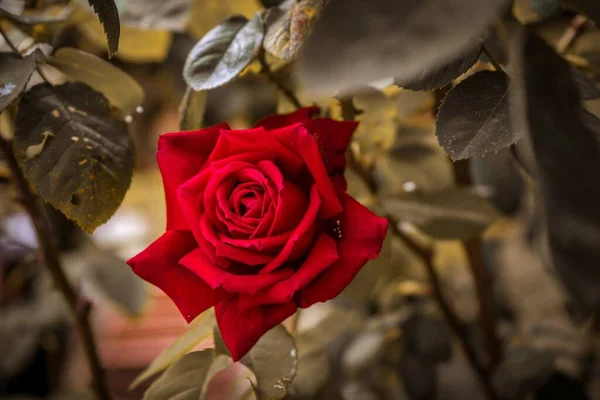 Selektivní Zaměření Krásné Červené Růže Květiny — Stock fotografie