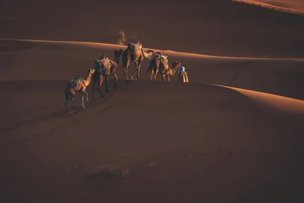 Uma Pessoa Caminhando Deserto Com Uma Caravana Camelos Perto Dunas — Fotografia de Stock