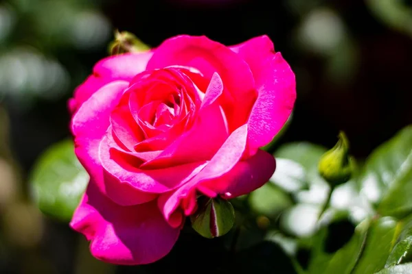 Enfoque Selectivo Una Rosa Rosa Abierta Perfecto Para Fondo — Foto de Stock