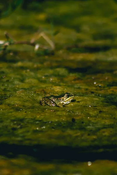 Disparo Vertical Una Rana Pie Sobre Superficie Verde Musgosa —  Fotos de Stock