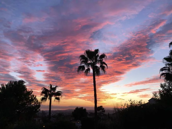 Gigantische Palmbomen Schitteren Onder Adembenemende Roze Bewolkte Hemel Geweldig Voor — Stockfoto