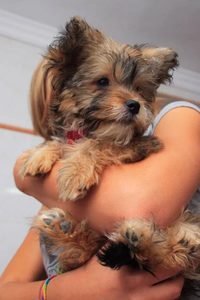 Vertical Shot Woman Holding Cute Yorkshire Terrier — Stock Photo, Image