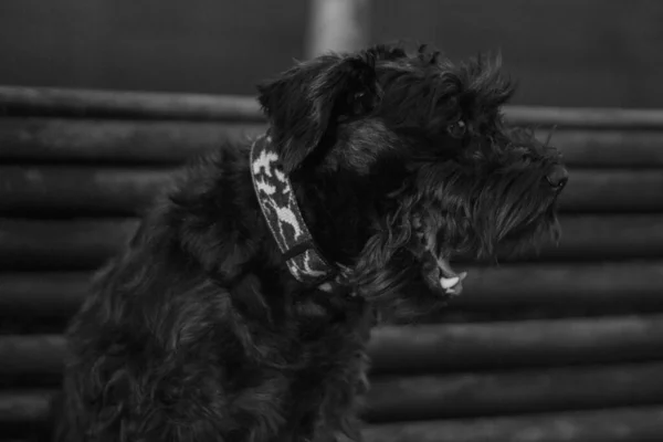 一只黑色卢卡斯猎狗坐着张开嘴的灰白色镜头 — 图库照片