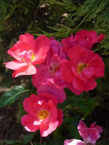 Közelkép Sötét Rózsaszín Virágokról Kertben — Stock Fotó