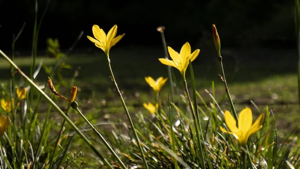 Selektywne Ujęcie Ostrości Bieberstein Tulipany Terenie Bokeh Tle — Zdjęcie stockowe