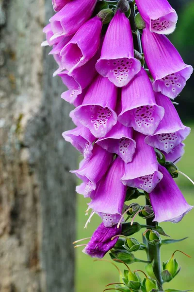 Vertical Selective Focus Shot Branch Foxgloves Field — Stock Photo, Image