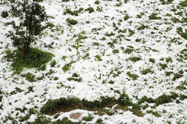 Primer Plano Vibrante Prado Verde Cubierto Nieve —  Fotos de Stock