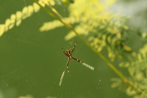 Tiro Perto Uma Teia Aranha Uma Aranha Nela — Fotografia de Stock