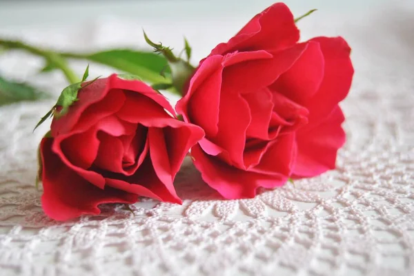 Detailní Záběr Krásné Červené Růže Rozmazaném Pozadí — Stock fotografie