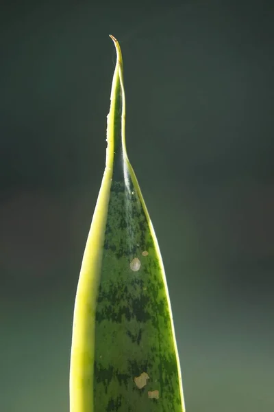 Vertikální Detailní Záběr Listu Aloe Vera Rozmazaným Pozadím — Stock fotografie