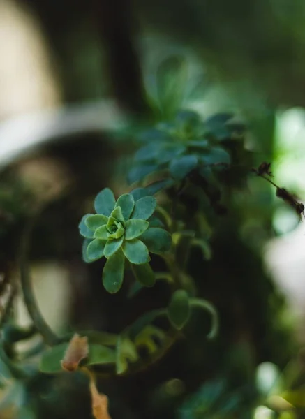 Μια Επιλεκτική Εστίαση Του Echeveria Subsessilis Κάτω Από Φως Του — Φωτογραφία Αρχείου