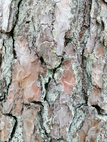 Primo Piano Verticale Una Vecchia Struttura Del Tronco Albero — Foto Stock