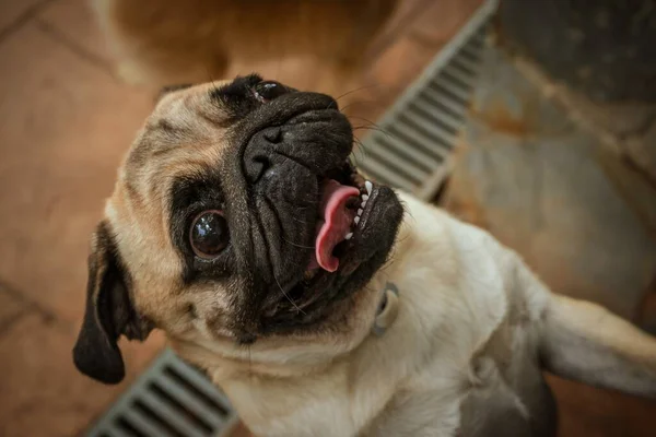 Uma Foto Close Cachorro Bonito Fundo Borrado — Fotografia de Stock