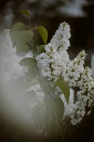 아름다운 주사기 꽃다발을 수직으로 — 스톡 사진