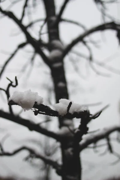 一根被雪覆盖的树枝的垂直拍 — 图库照片