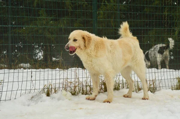 Kışın Hayvan Barınağında Oynayan Güzel Bir Köpeği — Stok fotoğraf